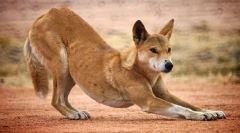 Gdzie pojawił się dingo dog w australii?